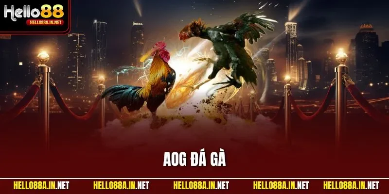 AOG Đá Gà – Không Gian Trực Tiếp Chuẩn Dành Cho Hội Viên
